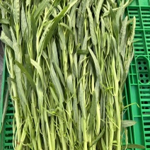 空心菜