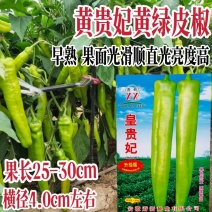 早熟大果牛角椒种子黄绿色光滑硬果型牛角椒种子原装正品保证