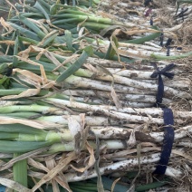 自家种植钢葱，杆高葱白长，包上车，现挖！