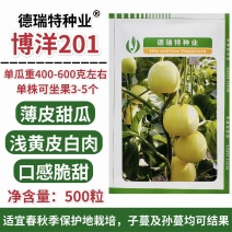 正宗博洋201甜瓜种子德瑞特甜瓜种籽早熟薄皮白肉高产20