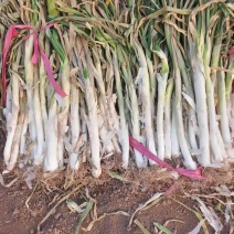 60万斤大葱滞销，农户自己的葱，葱白50cm