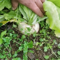 草兜圆萝卜
