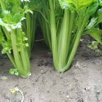 皇后西芹