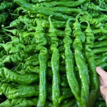 螺丝椒，黄皮椒，泡椒，线椒等产地，一手货源，诚信经营