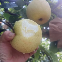 黄金梨