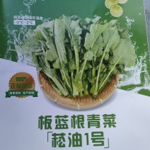 板蓝根青菜