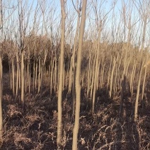 栾树苗5-8公分