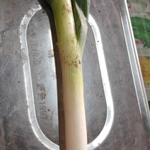 启东大葱（可剥净葱）