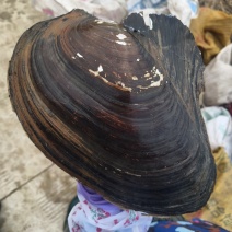 河蚌