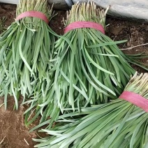 头刀紫根韭菜