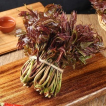 香椿芽现货大棚香椿芽