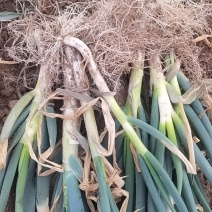 河南大葱，铁杆大葱，25-35公分毛葱，产地直销，欢迎采