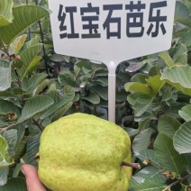 红宝石芭乐美植袋
