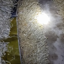 金针菇