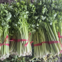 芹菜热卖中，可电话联系，价格好商量