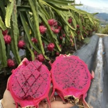 广东徐闻火龙果红心火龙果金都一号基地一手货源代发全国