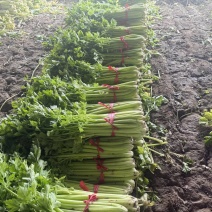 芹菜热卖中，年前*后一批，价格好商量