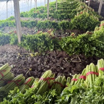 芹菜热卖中，年前*后一批，价格好商量