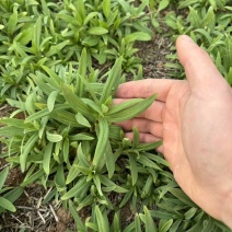 山苜楂，山野菜地头直发，物美价廉，春天的**口野菜