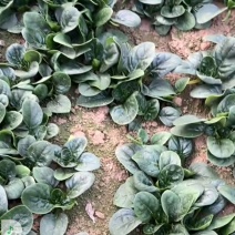 菠菜来啦河南趴地菠菜，原产地直采价格美丽，叶片厚实