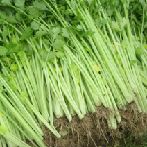 新鲜蔬菜
