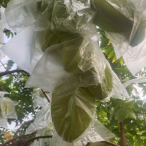 增城杨桃。