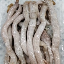 沙虫