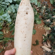 白萝卜，皮薄肉厚，新鲜味甜