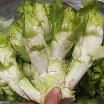 儿菜