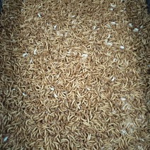 黄粉虫
