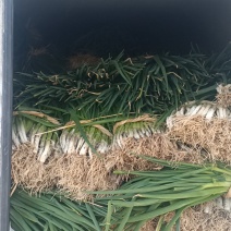 王家坝大葱分葱