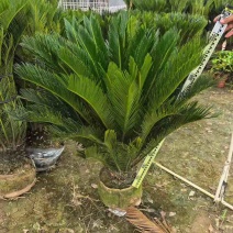 苏铁(铁树)50-200，各种规格，大量低价出售