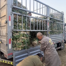 自家种植优质大葱，葱白长，品质高！！！