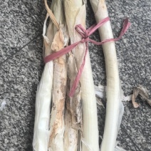 山东大葱