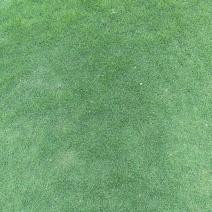 马尼拉草皮