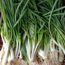 大量葱