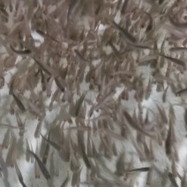 优质虹金鳟鱼苗，需要的可以联系我。