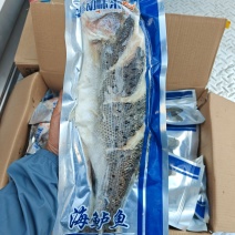 三去鲈鱼/开背鲈鱼/功夫鲈鱼三种规格鲈鱼到货