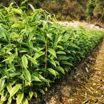 沉香白木香中杯苗