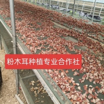 山东济宁·贵妃粉木耳（粉耳1号）种植基地特色食用菌