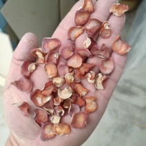 无硫粉木耳、粉木耳干货、火锅木耳、餐饮木耳、产地直供、