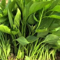 线椒螺丝椒牛角椒皱皮椒小米辣辣椒苗