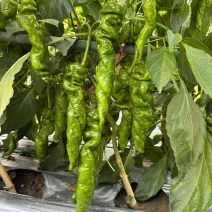 螺丝椒辣椒苗全螺半螺免费技术指导有辣椒苗植物检疫