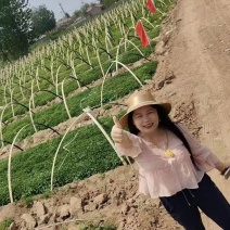 朝天椒辣椒苗蒜乡红植物检疫合格免费技术指导包回收