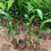 白花牛奶根种苗中药材苗长叶牛奶树新鲜羊乳子羊奶子