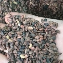 厚皮黄柏种子