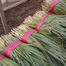 莱州二刀韭菜大量上市！