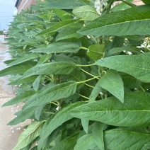 豫芝619白芝麻种子不怕风刮不怕雨可以机收的芝麻种子