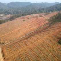 油茶产业基地600亩免费出租