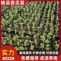 精品苦瓜苗货源充足诚信经营质量保证量大从优欢迎咨询